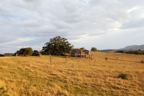 The-Tree-i-0.jpg