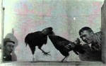 Cock Fight (1896) afişi Cock Fight (1896) afişi