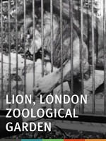 Lion, London Zoological Garden (1896) afişi