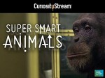Super Smart Animals (2012) afişi Super Smart Animals (2012) afişi