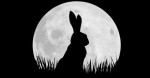 Watership Down Watership Down