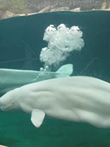 A Whale Of A Tale (2004) afişi