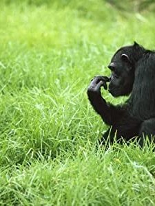 Among The Wild Chimpanzees (tv)