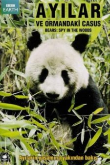Ayılar ve Ormandaki Casus
