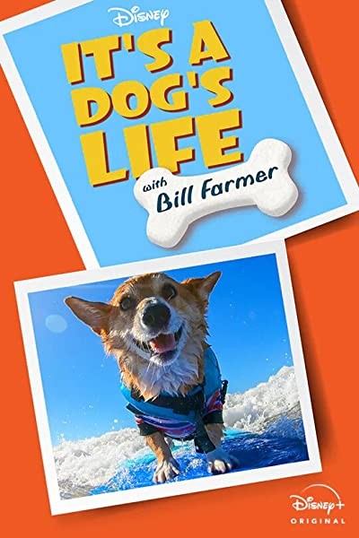 It’s a Dog’s Life (2020) afişi