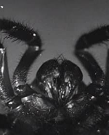 Microscopic Mysteries (1932) afişi