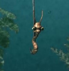 No Fish (2006) afişi