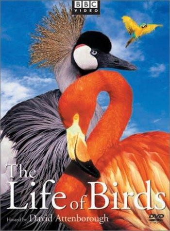 The Life Of Birds (1998) afişi The Life Of Birds (1998) afişi
