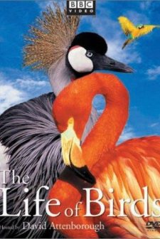 The Life Of Birds (1998) afişi