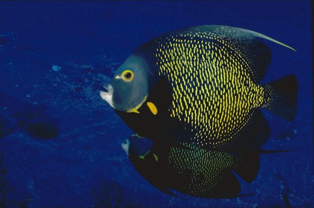 Asif Iqbal Fotoğrafı