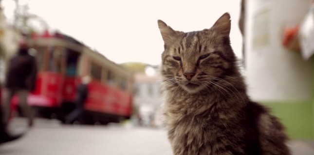 'Kedi' Belgeseline ABD’den Ödül!