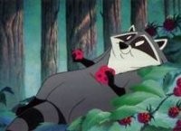 Meeko fotoğrafı