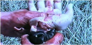 Kötü Ruhların Adası Fotoğrafı