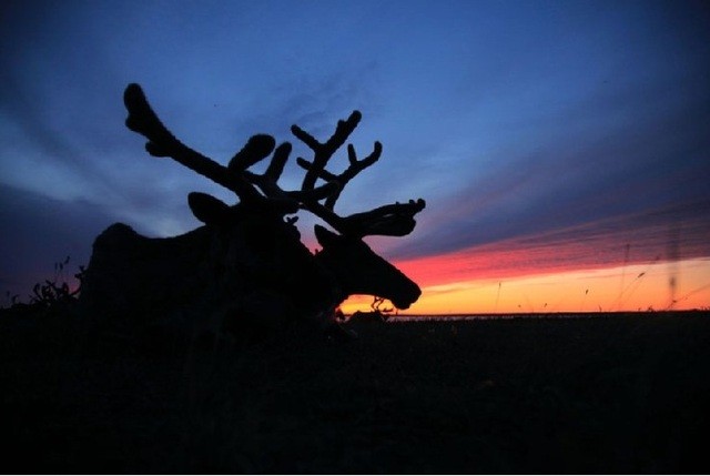 The Final Tundra fotoğrafı