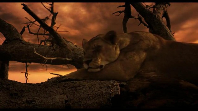 The Last Lions fotoğrafı