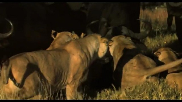 The Last Lions Fotoğrafı