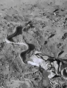 Chili And Chills (1932) afişi