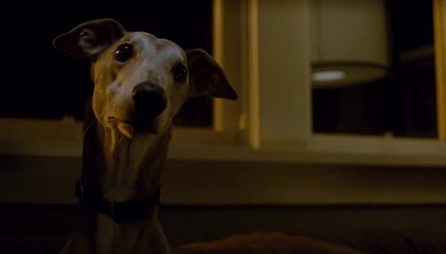 Şansa Bak Fotoğrafı