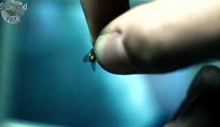 Halka(lar) Fotoğrafı