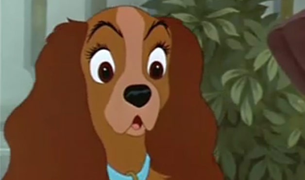 Leydi ile Sokak Köpeği Fotoğrafı