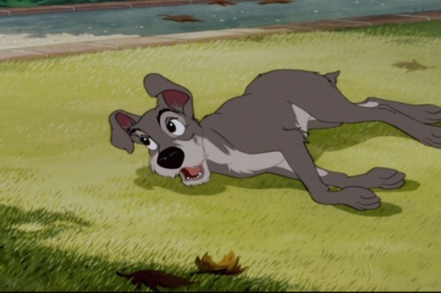 Leydi ile Sokak Köpeği Fotoğrafı