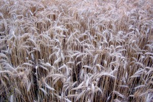 Korku Çocukları Fotoğrafı