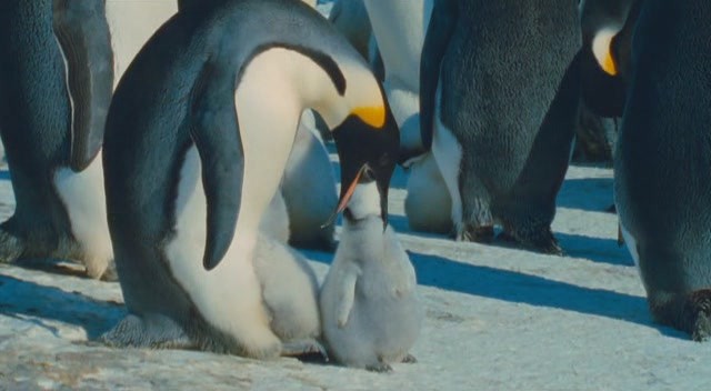 İmparatorun Yolculuğu Fotoğrafı