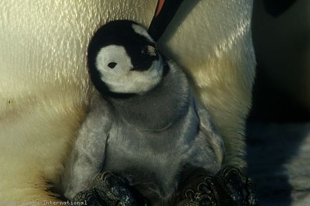 İmparatorun Yolculuğu Fotoğrafı