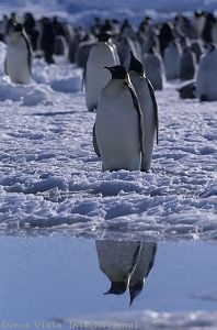 İmparatorun Yolculuğu Fotoğrafı