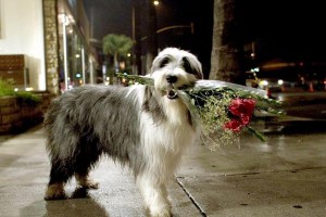 Bak Şu Köpeğe Fotoğrafı