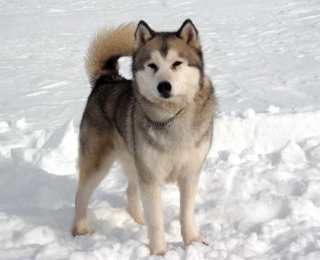 Kutup Macerası Fotoğrafı