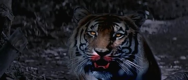 Royal Bengal Rahasya fotoğrafı