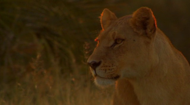 Aslanların Destanı Fotoğrafı