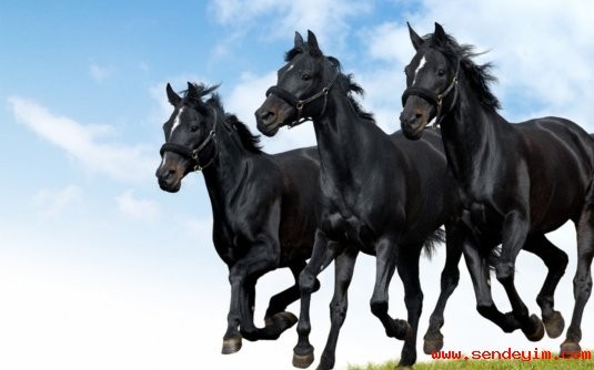 Siyah At Fotoğrafı