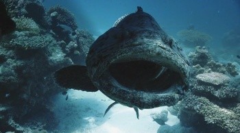 Kingdom of the Reefs Fotoğrafı