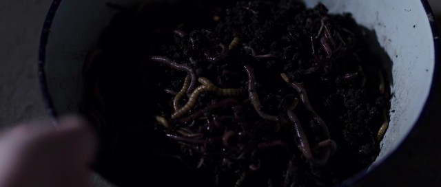 Karabasan fotoğrafı