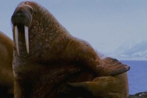 Farce Of The Penguins Fotoğrafı