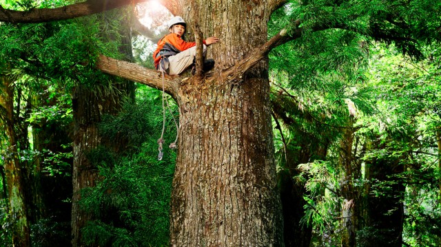 Wood Job Fotoğrafı