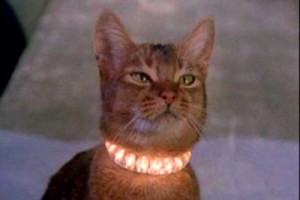 Uzaydan Gelen Kedi Fotoğrafı