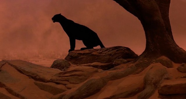 Kedi Kız Fotoğrafı