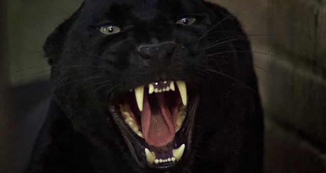 Kedi Kız Fotoğrafı