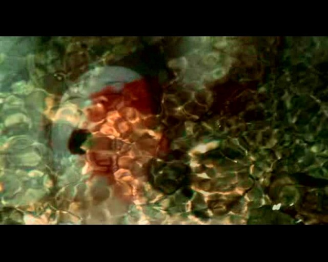 Haunted Forest Fotoğrafı