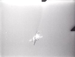 Örümcek Adasının Dehşeti Fotoğrafı