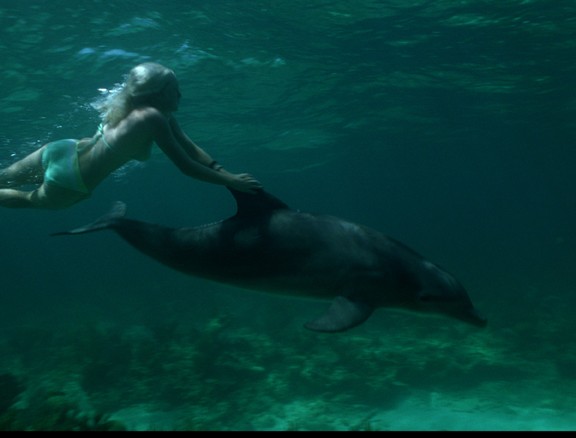 Eye Of The Dolphin Fotoğrafı