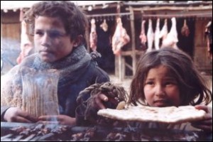 Şaşkın Köpekler Fotoğrafı