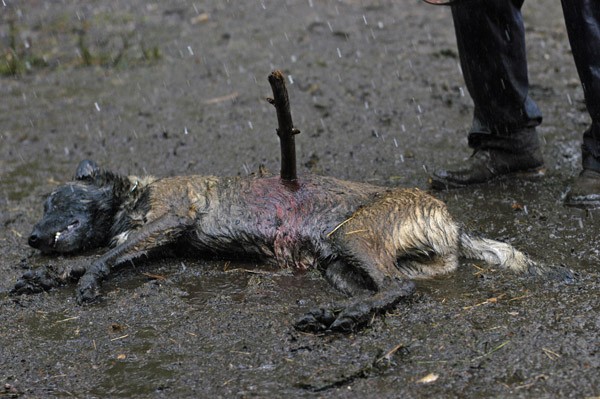 Gölgeler Ormanı Fotoğrafı
