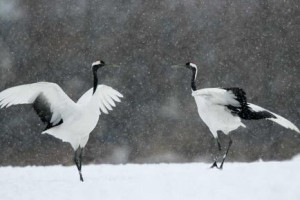 Aşıklar Fotoğrafı