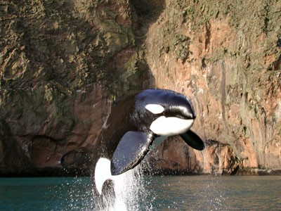 Özgür Willy Fotoğrafı