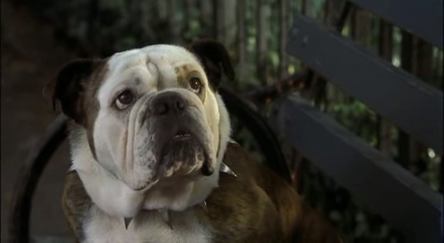 Little Nicky Fotoğrafı