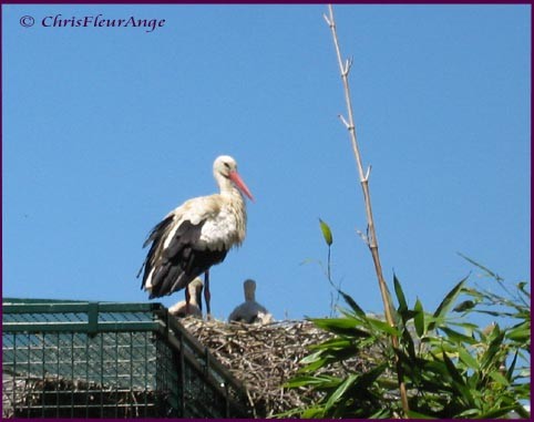 Children of the Stork fotoğrafı